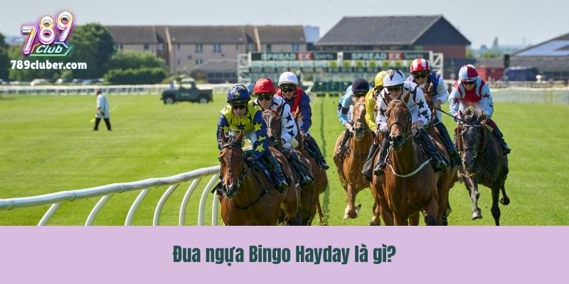 Đua ngựa Bingo Hayday là gì?