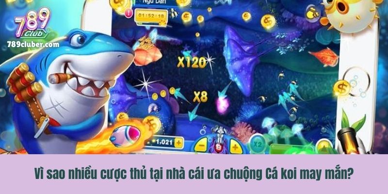 Vì sao nhiều cược thủ tại nhà cái ưa chuộng Cá koi may mắn?